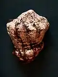 Volutella muricata from Los Monjes Archipelago, Venezuela.