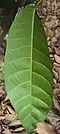 Single leaf, close-up