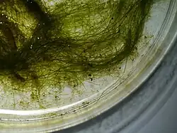 Vaucheria sp. (Vaucheriales), thallus