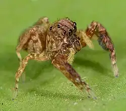 Juvenile female V. durbani
