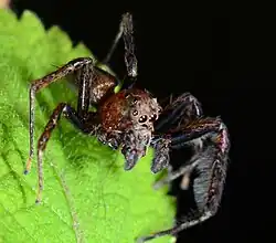 Male V. durbani
