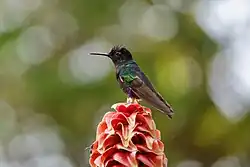 in Pichincha Province, Ecuador