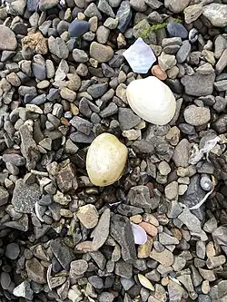 A small clam on some rocks