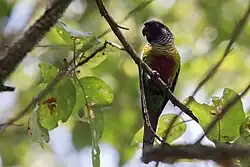 A green parrot with a maroon face, tail, and underside with a grey neck, a blue forehead, and a black eye-spot