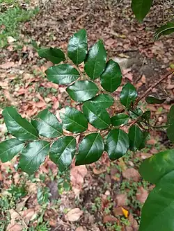 Foliage