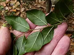 Underside of leaves
