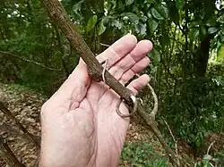 Vine stem and twining branches
