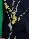 Part of inflorescence