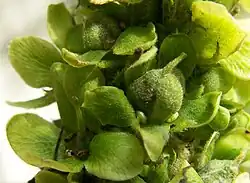 A close-up of the green capsules of V. thapsus, surrounded by the sepals
