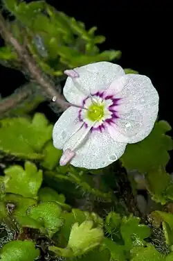 A close up of the flower