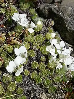 Flowers and leaves