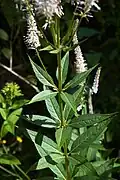 Veronicastrum virginicum has whorls of leaves separated by long internodes.