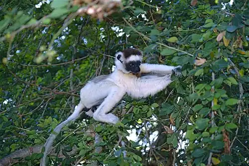 Juvenile Verreaux’s sifaka.