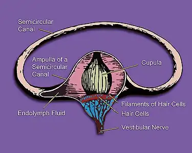 Inner ear illustration showing semicircular canal, hair cells, ampulla, cupula, vestibular nerve, & fluid