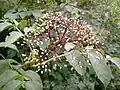 Wild raisin in fruit
