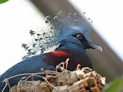 Victoria crowned pigeon (Goura victoria)
