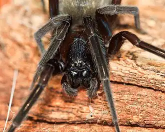 V. capensis