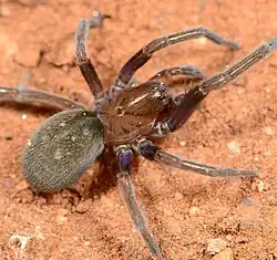 female Vidole sothoana