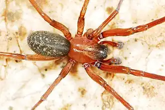 male V. sothoana