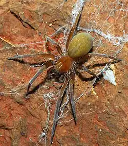 female
