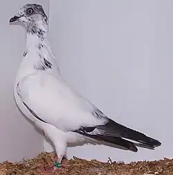 Vienna Highflyer