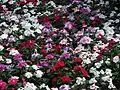 Catharanthus roseus flowerbed