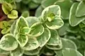 'Variegata'