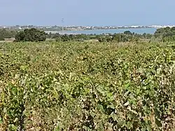Vineyards