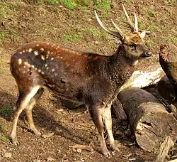 White-spotted brown cervid