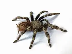 V. chromatus
