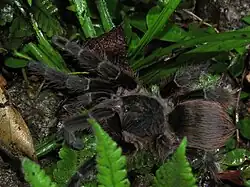 V. lucasae