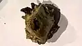 Viewed from the top of the nut (endocarp) a hole is seen formed from the four seed chambers.