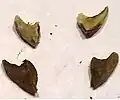 The hooks on the sides of the nuts vary in number size and shape and can be difficult to break off.