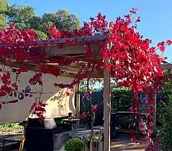 Pergola covered in ornamental grapevine