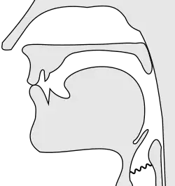 An illustrated view of the inside of the mouth with both of the lips pressed together and the tongue depressed in the oral cavity with the nasal passage closed