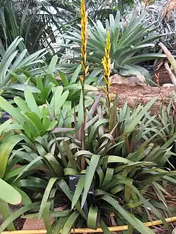 Vriesea amethystina