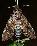 Imago (dorsal view)