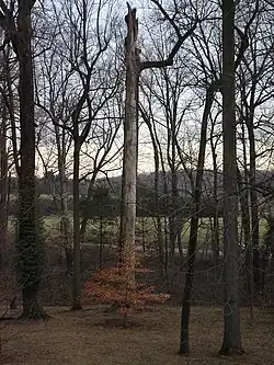 Campus trees