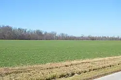 Young winter wheat fields on Wabash Road