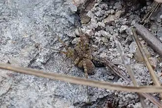 female W. fidelis
