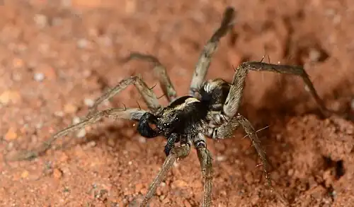 male
