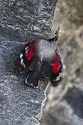 Wallcreeper, Aosta Valley