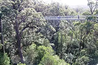 Valley of the Giants Tree Top Walk in Walpole-Nornalup National Park