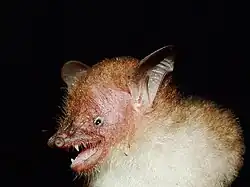 Brown bat
