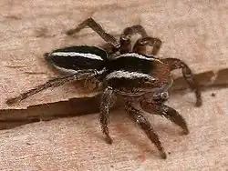 male P. hentzi