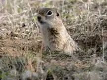 Brown squirrel