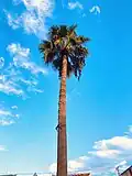 Washingtonia robusta with an average height of 59 feet, Gaziantep, Turkey
