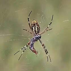 With wrapped prey, female ventral side