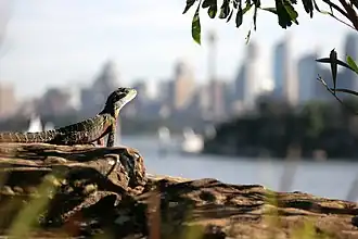 Australian water dragon surveying Sydney Harbour