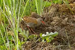 Water rail, Castelló d'Empúries, Catalonia